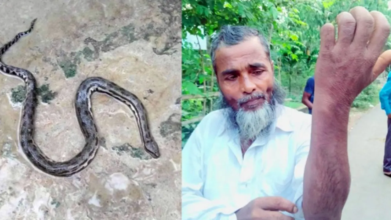 বাঁ থেকে- রাসেল ভাইপার সাপ ও ভুক্তভোগী কৃষক আফিজুল ইসলাম বয়াতি। ছবি : কালবেলা