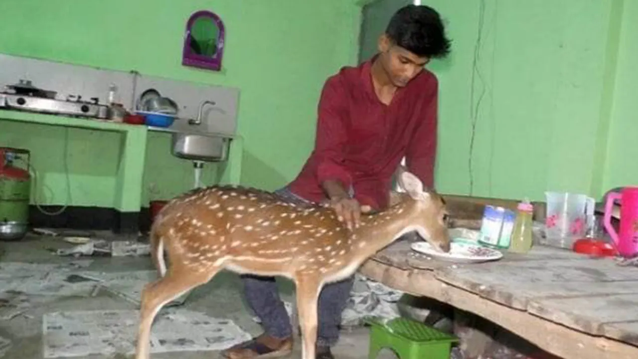 হরিণশাবক শশীকে পরম আদরে খাওয়ানো হচ্ছে। ছবি : কালবেলা