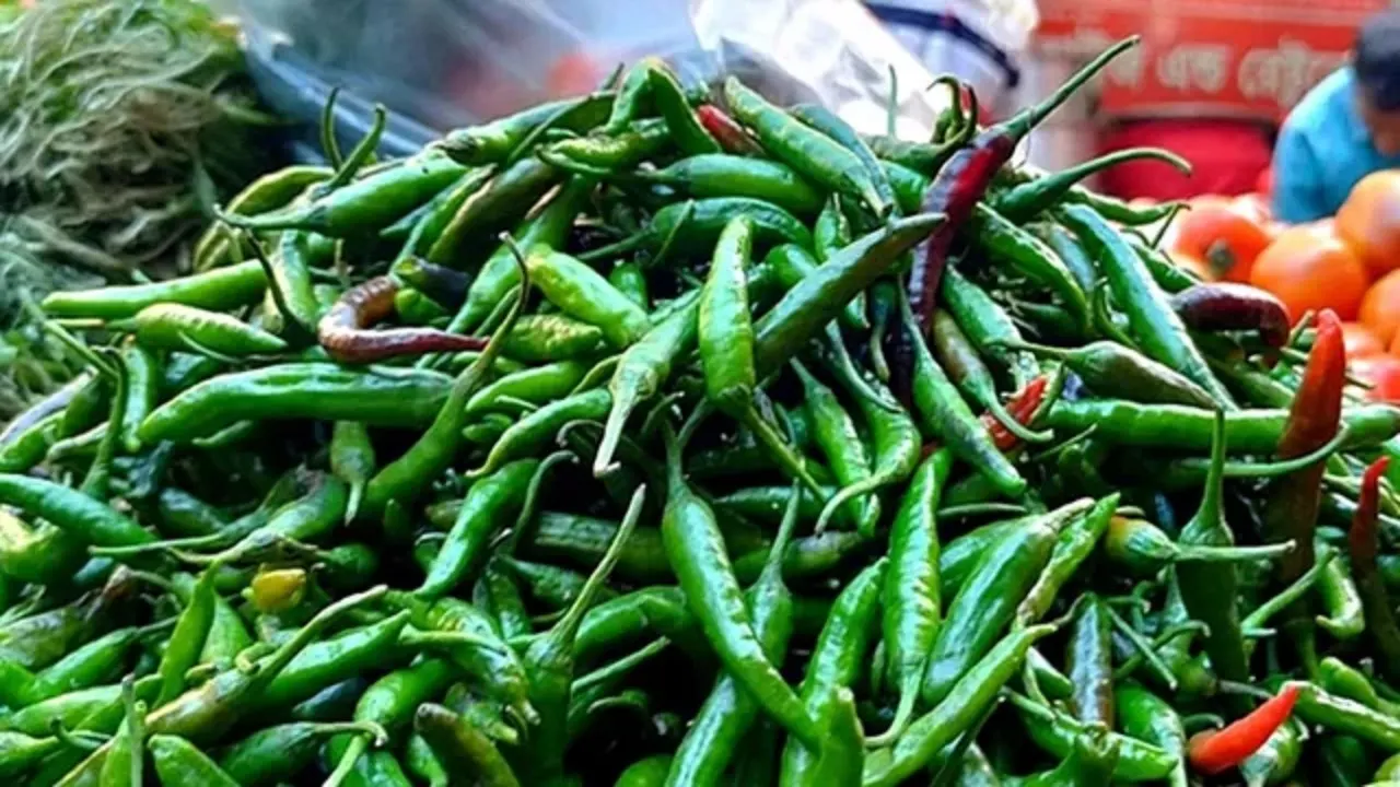 কাঁচামরিচ। ছবি : সংগৃহীত