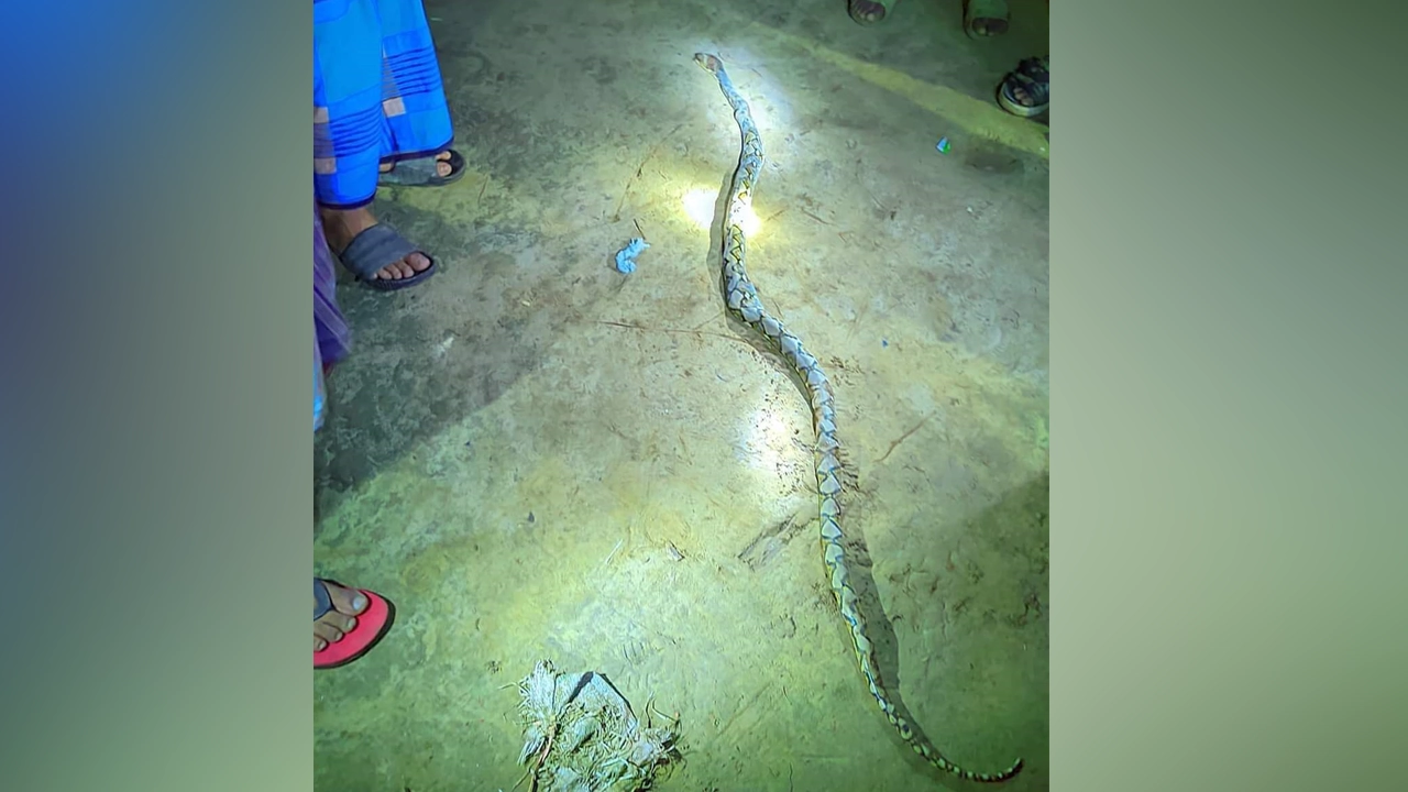রাসেল ভাইপার মনে করে পিটিয়ে মারা অজগর সাপ। ছবি : কালবেলা