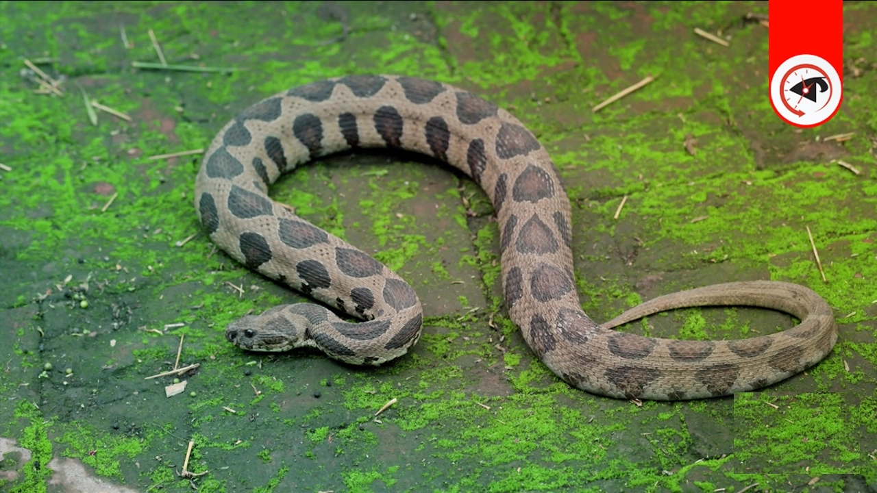গ্রাফিক্স : কালবেলা।