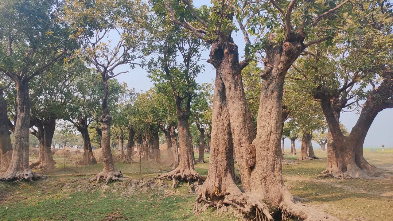 তাহিরপুর উপজেলার শিমুল বাগান। ছবি : কালবেলা