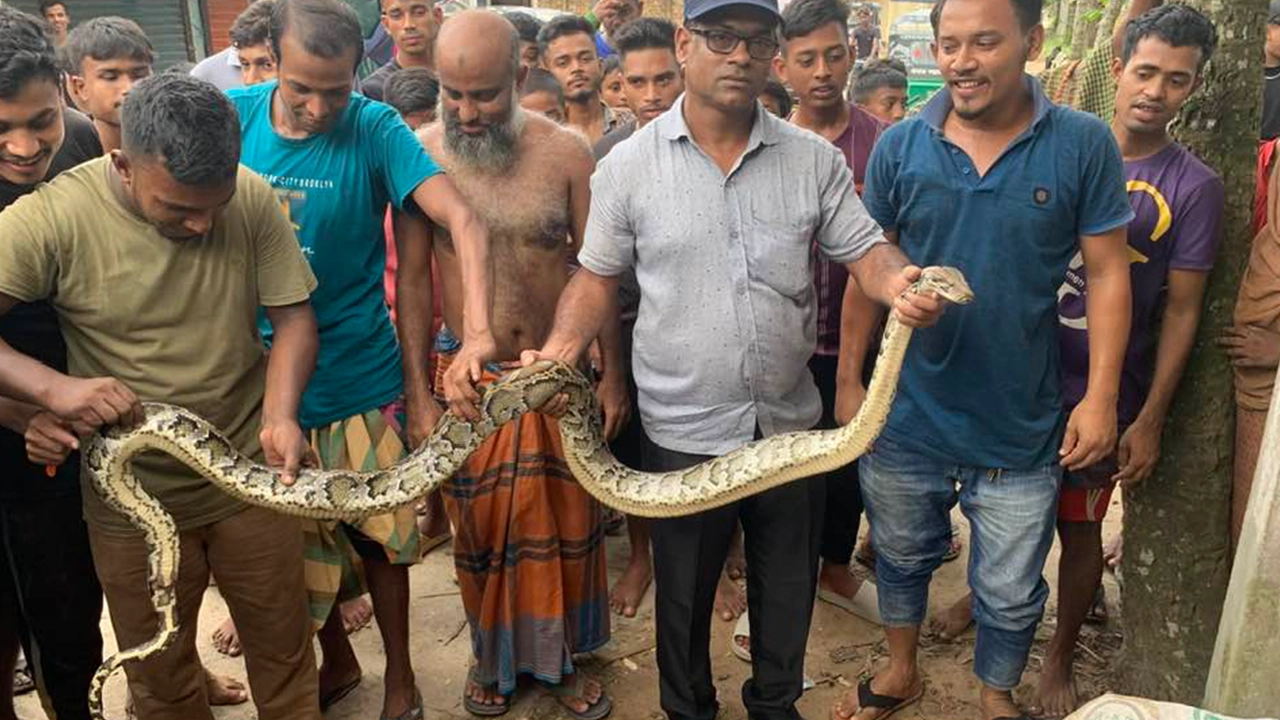 মৌলভীবাজারের শ্রীমঙ্গলে লোকালয় থেকে বিশাল আকৃতির অজগর সাপ উদ্ধার। ছবি : কালবেলা