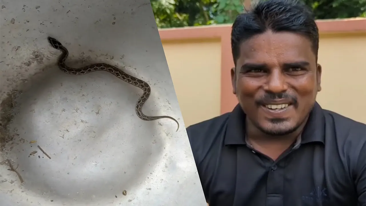 বাঁ থেকে- রাসেল ভাইপার সাপ, রেজাউল। ছবি : কালবেলা