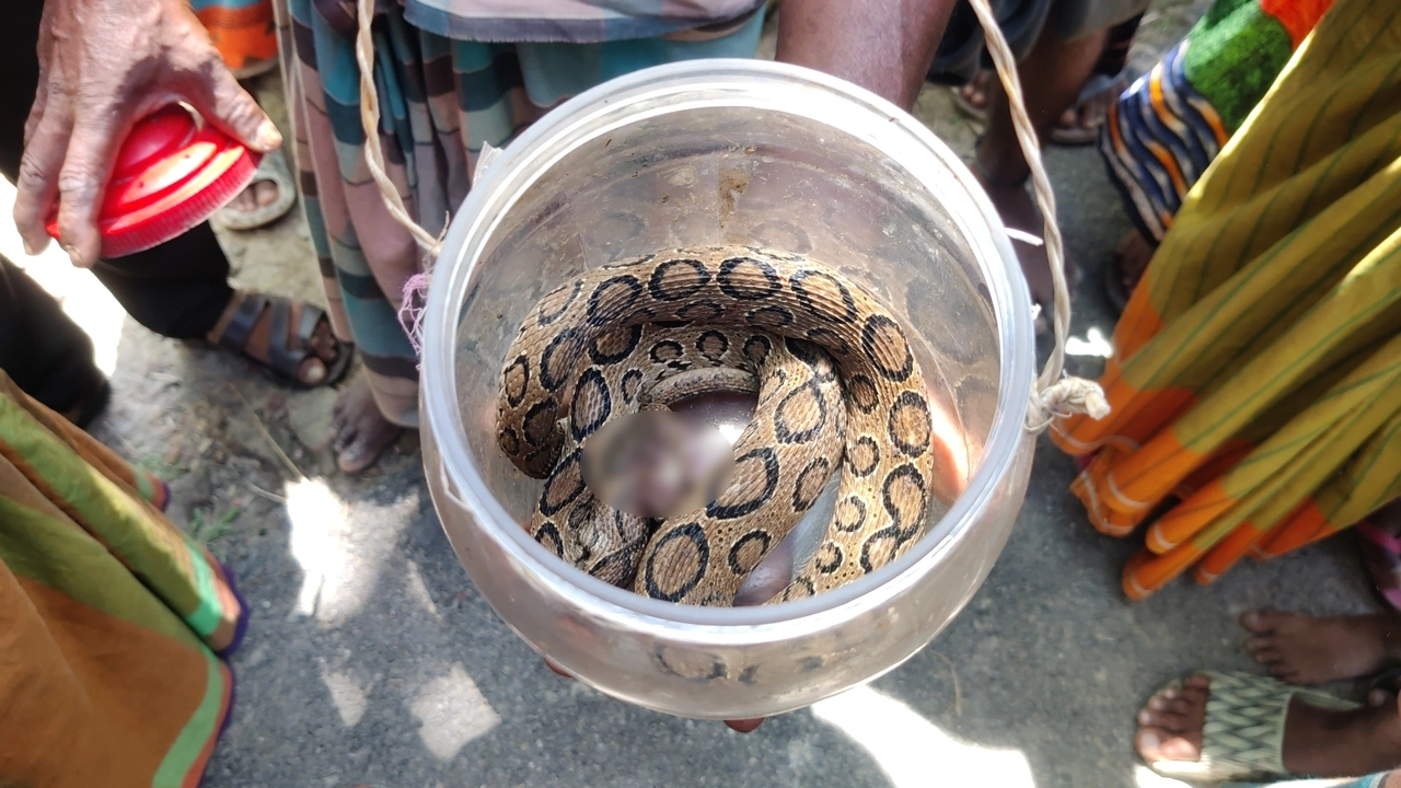 কৌটায় রাখা রাসেলস ভাইপার সাপ। ছবি : কালবেলা