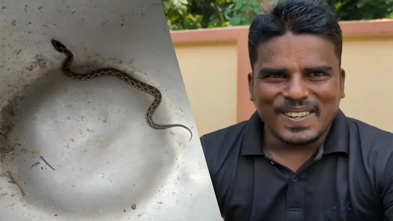 বাঁ থেকে- জীবিত রাসেল ভাইপার ও রেজাউল। ছবি : কালবেলা