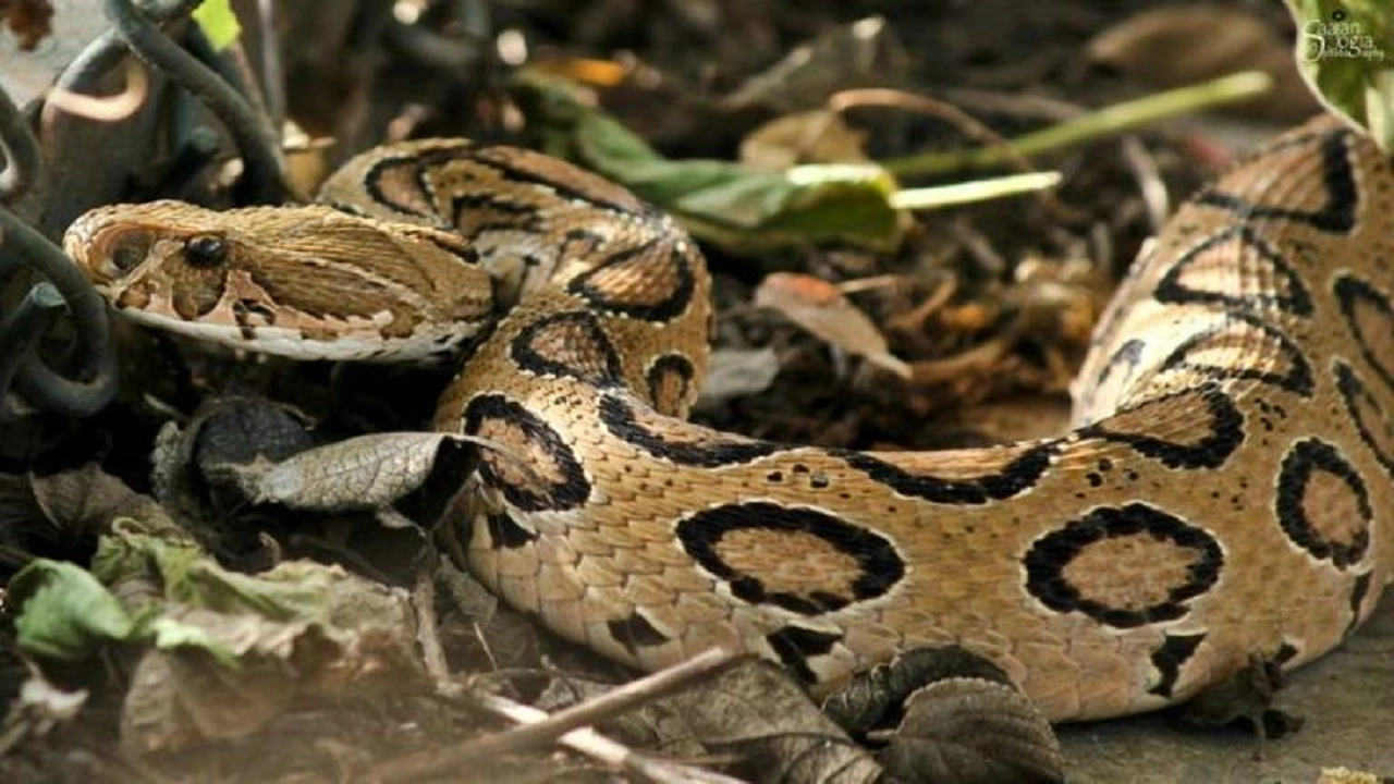 রাসেল ভাইপার। পুরোনো ছবি