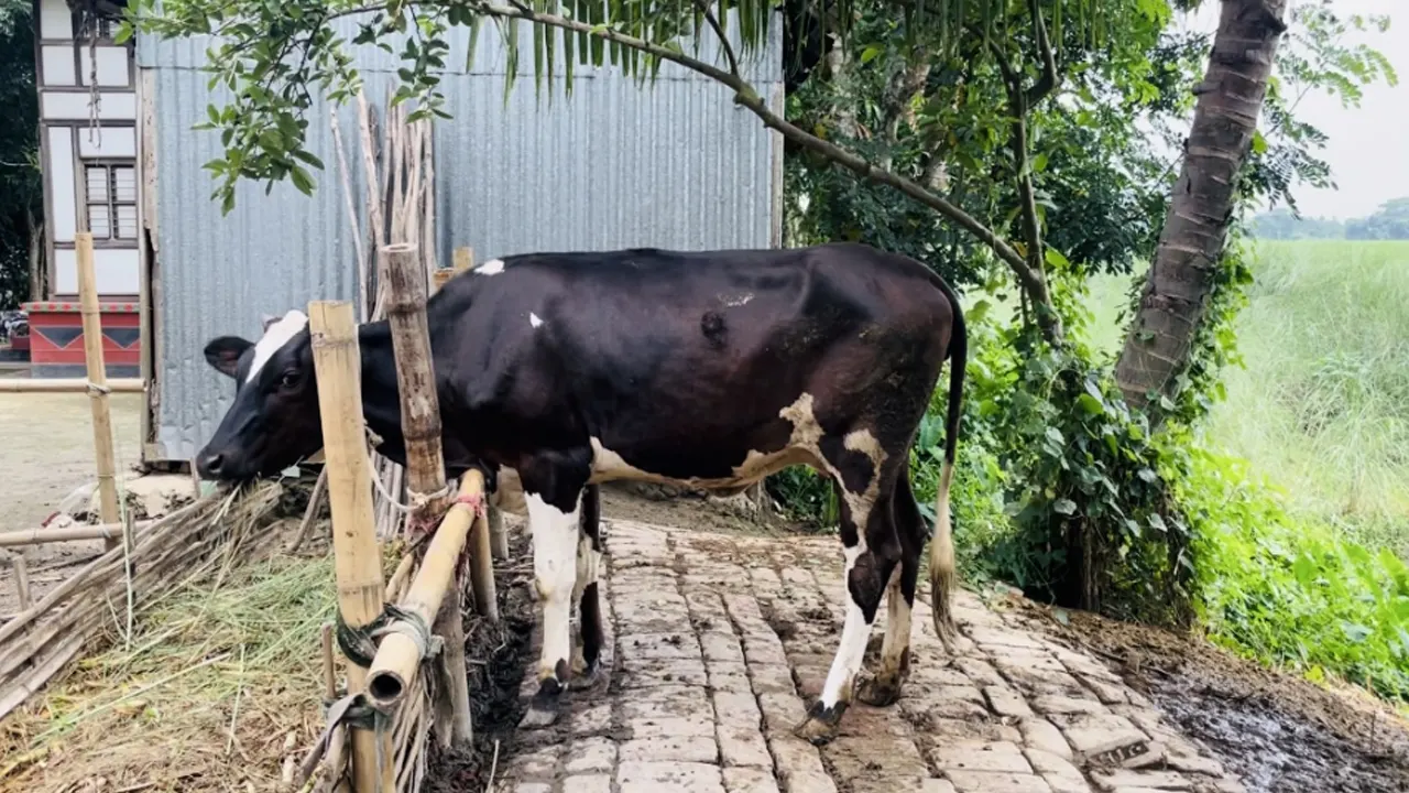 গর্ভধারণ ছাড়াই দুধ দেওয়া দামড়ি। ছবি : কালবেলা