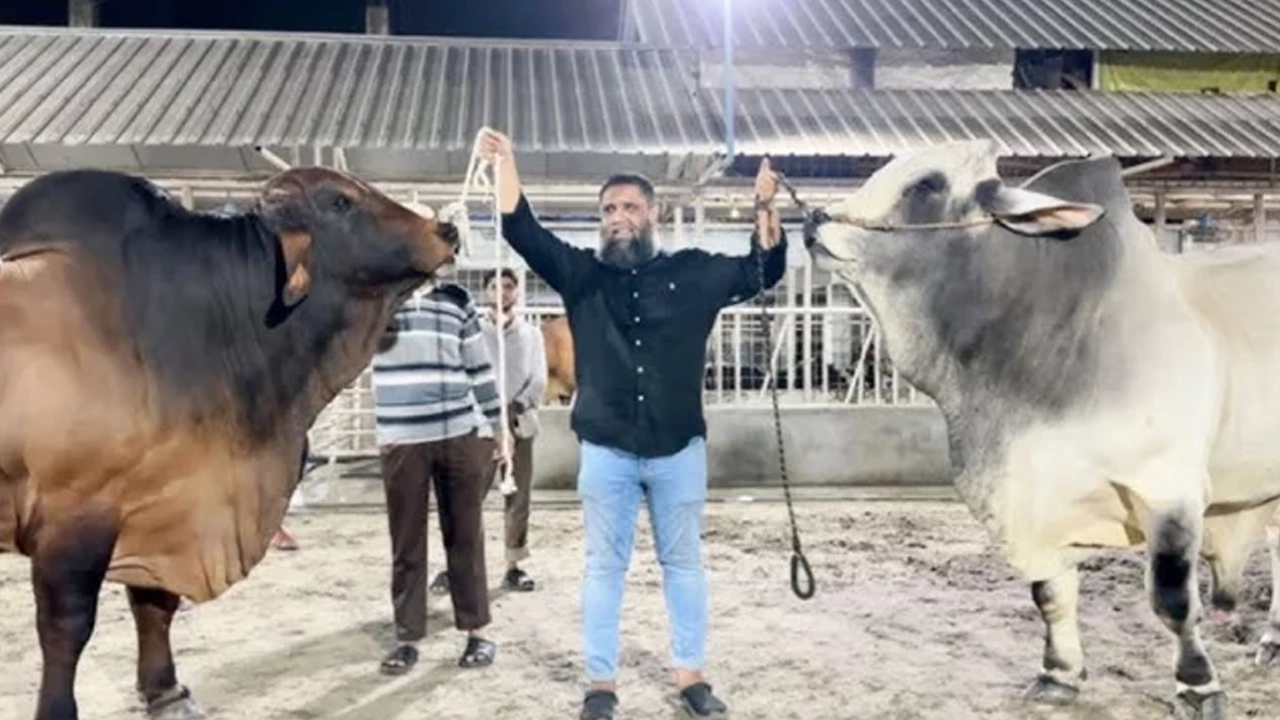 নিজ খামারের গরু হাতে সাদিক অ্যাগ্রোর মালিক ইমরান। ছবি : সংগৃহীত