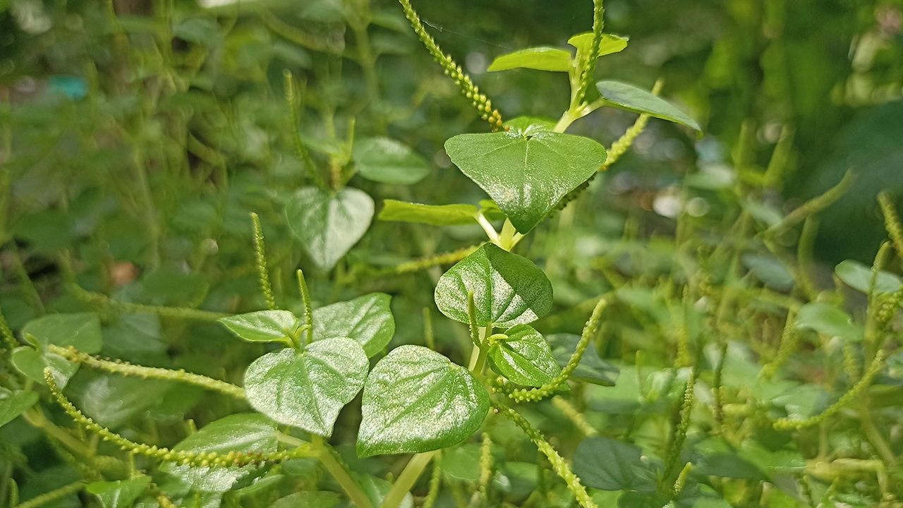 দীপ্ত লুচি পাতা। ছবি : কালবেলা