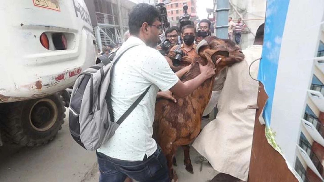 উচ্ছেদ অভিযান চলাকালে ‘উচ্চ বংশীয়’ ১৫ লাখ টাকার সেই ছাগলসহ অন্য গবাদিপশুগুলো সরিয়ে নেওয়া হয়। ছবি : সংগৃহীত
