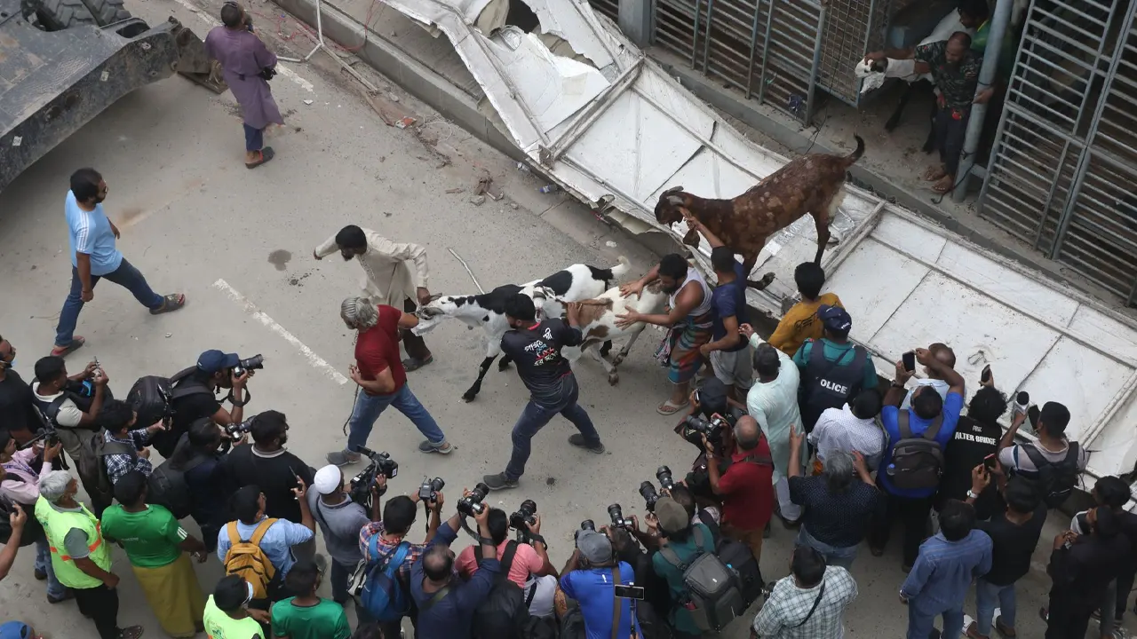 অভিযানের সময় আলোচিত সেই ছাগল সরিয়ে নেওয়া হচ্ছে। ছবি : কালবেলা