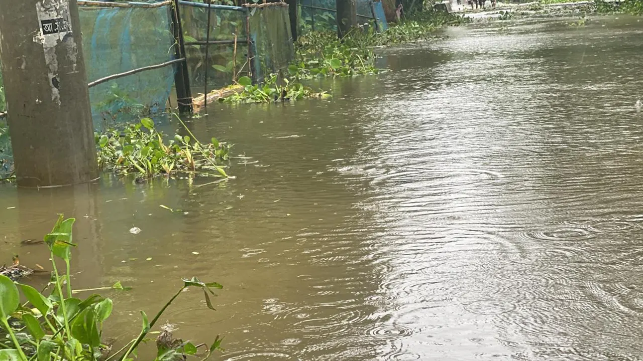 বন্যার পানিতে ভেসে গেছে মাছ। ছবি : কালবেলা