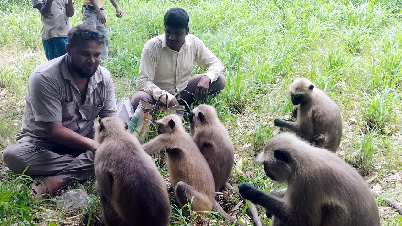 হনুমানের দলকে খাবার দিচ্ছেন স্থানয়ীরা। ছবি : কালবেলা