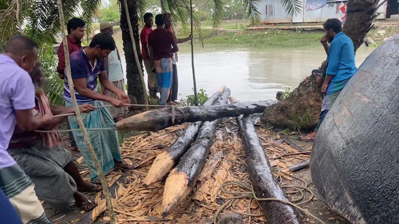 তালতলীতে খাল থেকে ‍উদ্ধার করা টেংরাগিরি বনের ৪ কেওড়া গাছ। ছবি : কালবেলা