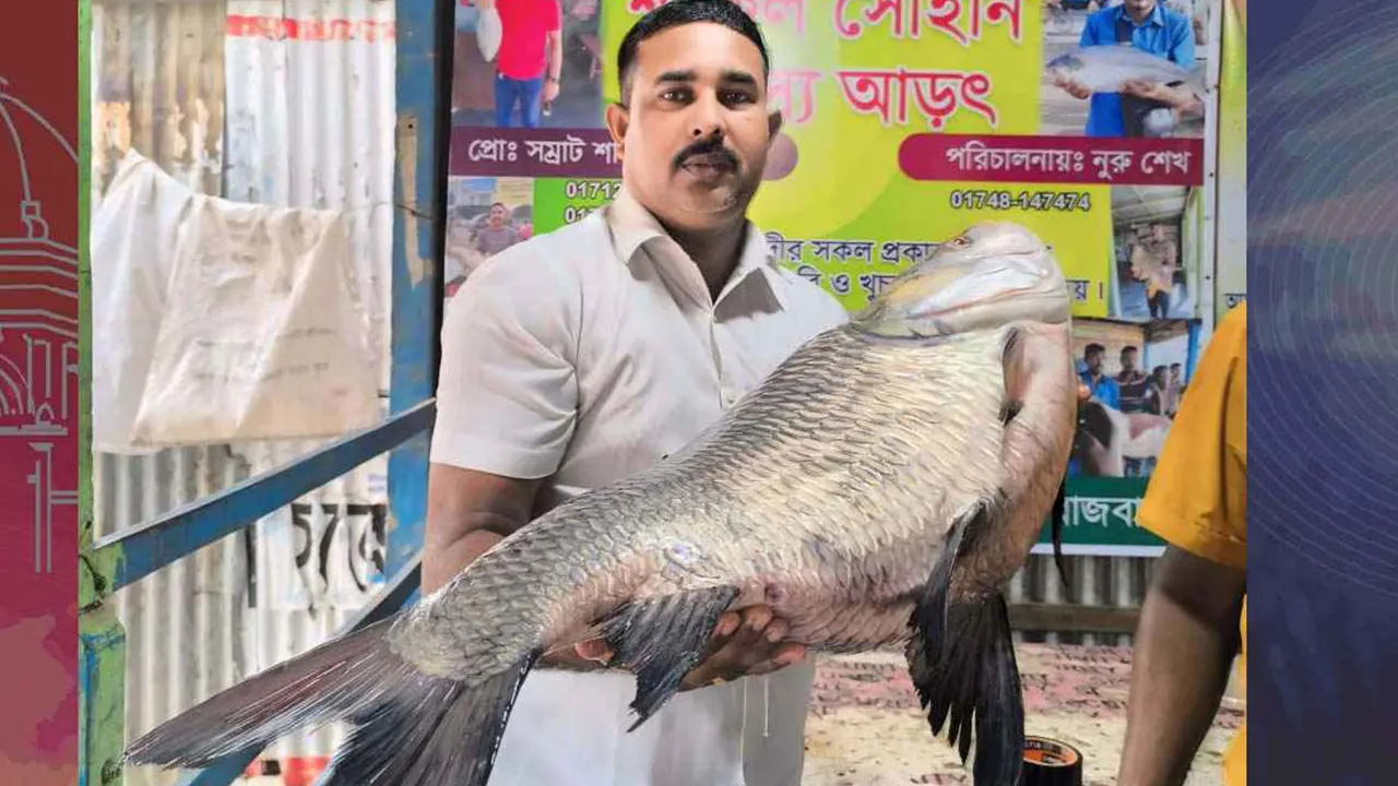 পদ্মায় ধরা পড়া কাতল মাছ। ছবি : কালবেলা