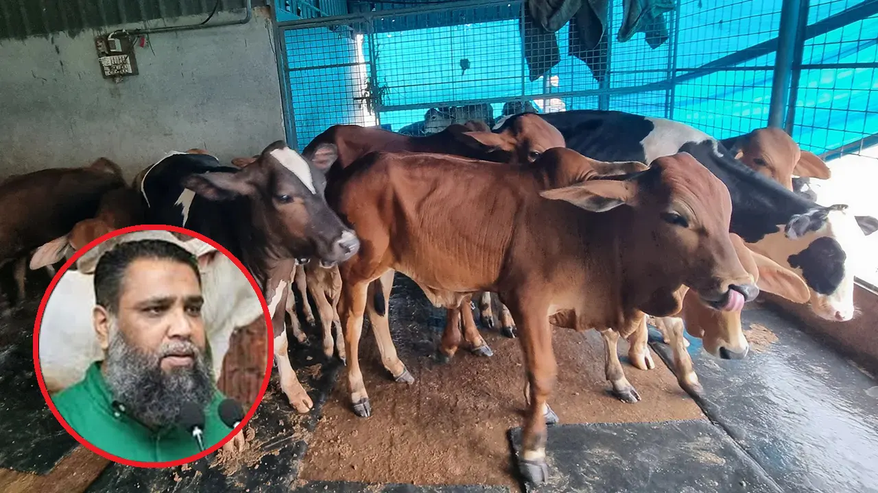 সাভারের সাদেক এগ্রোতে গরুর খামার। ছবি : কালবেলা