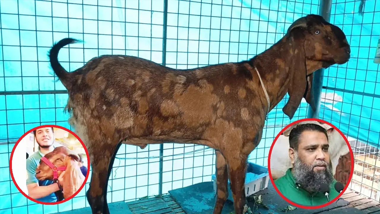সাভারে আলোচিত সেই ১৫ লাখ টাকার ছাগল। ছবি : কালবেলা