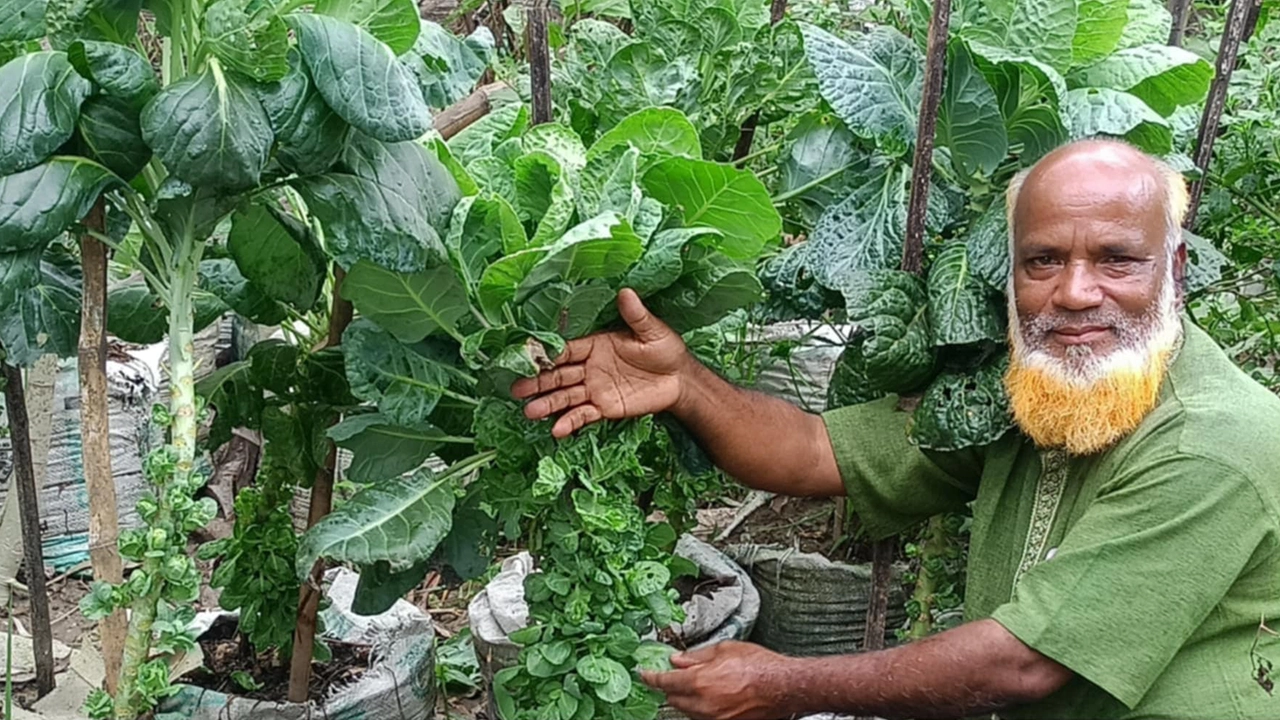 বস্তায় চাষ করা বাঁধা কপি। ছবি : কালবেলা