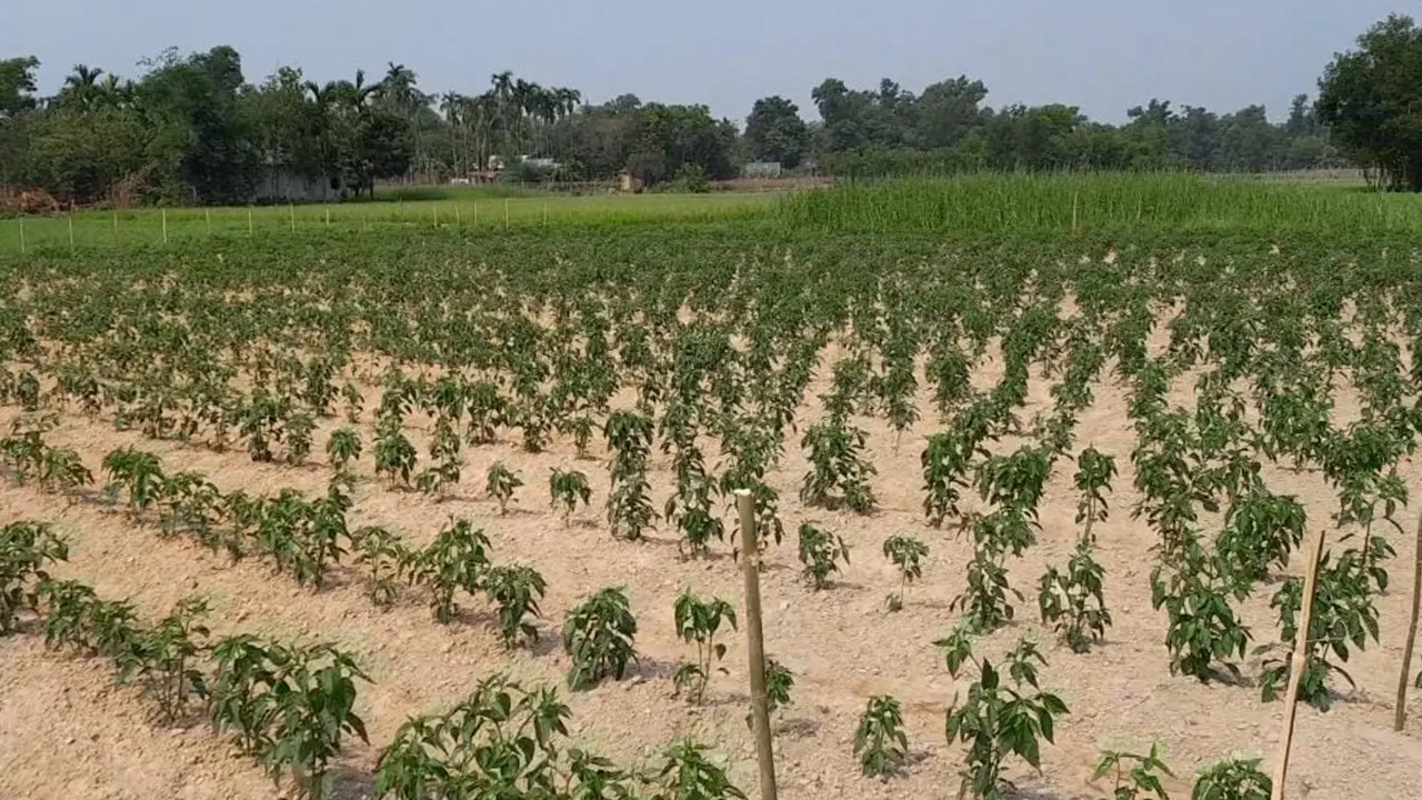 করবস্থানে চাষ করার হয়েছে সবজি। ছবি : কালবেলা