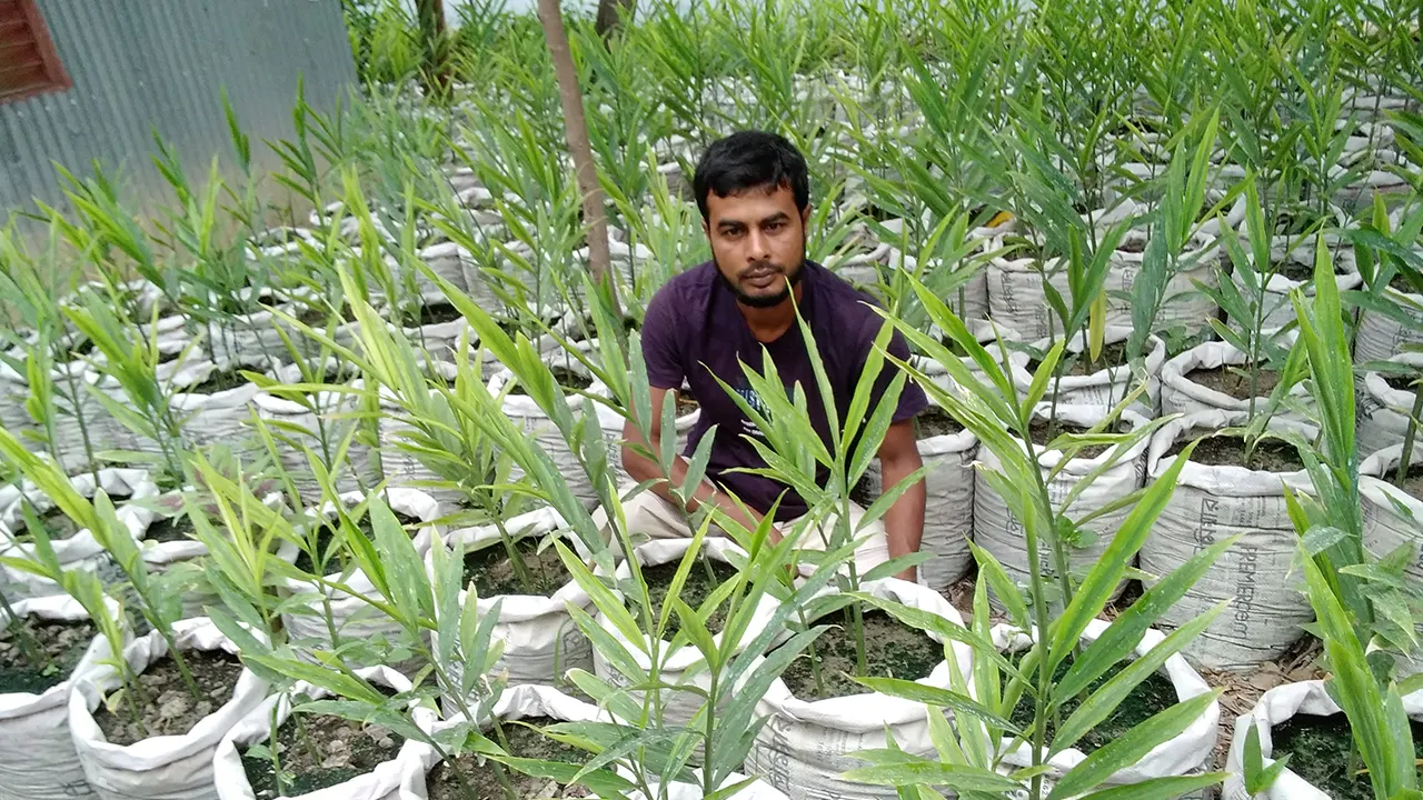 বস্তায় আদা চাষ করে লাভের আশা করছেন কৃষক আতিকুর রহমান। ছবি : কালবেলা