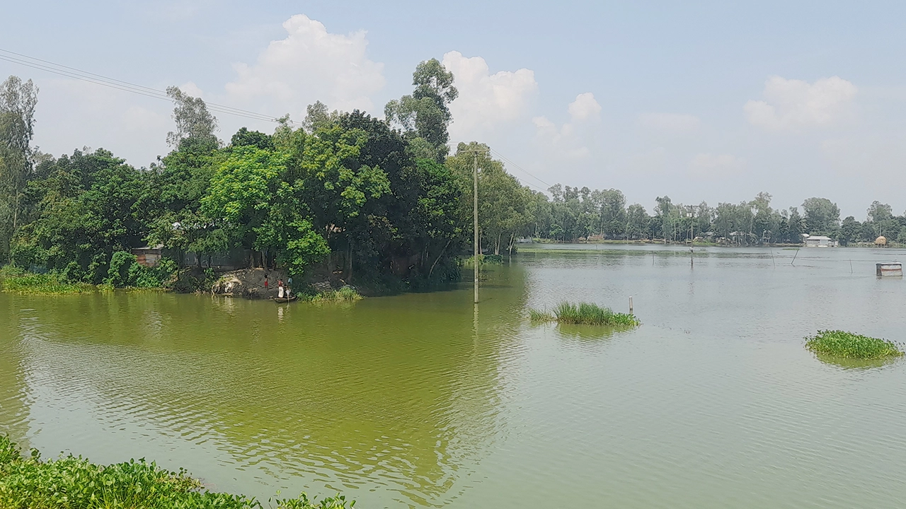 যমুনায় পানি বেড়ে প্লাবিত হচ্ছে সিরাজগঞ্জের নিম্নাঞ্চল। ছবি : কালবেলা