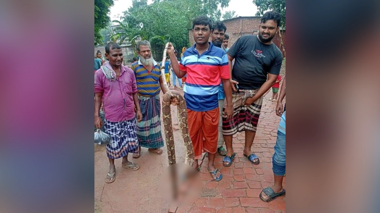 ক্লাসরুম থেকে উদ্ধারকৃত সাপ। ছবি : কালবেলা