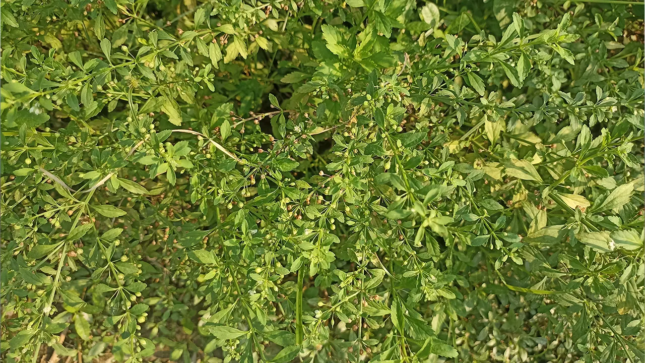 ঔষধি গাছ মিশ্রিদানা। ছবি : কালবেলা
