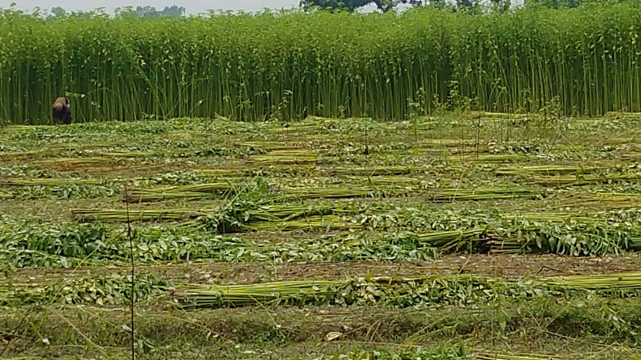 ঠাকুরগাঁওয়ের হরিপুরে পানির অভাবে পাট পচাতে না পেরে এভাবেই ফেলে রেখেছেন এক কৃষক। ছবি : কালবেলা