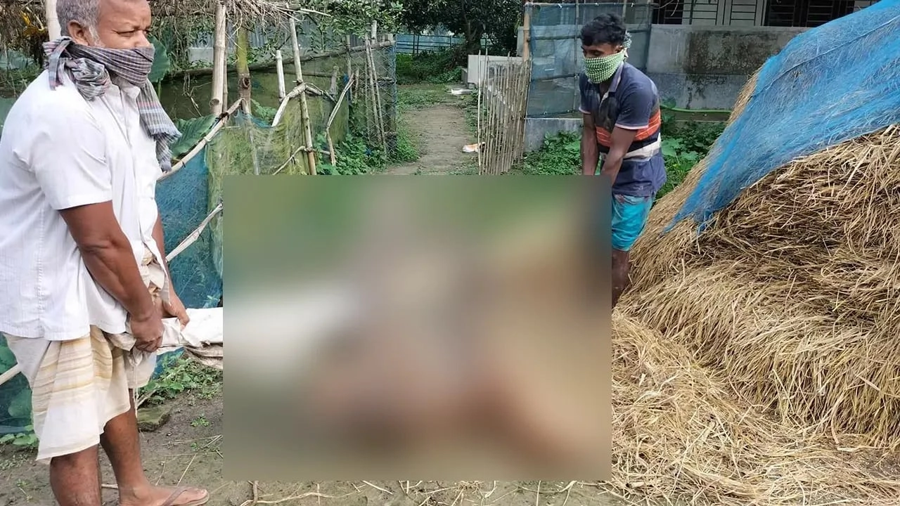 লাম্পি স্কিনে আক্রান্ত মৃত গরুকে নিয়ে যাওয়া হচ্ছে। ছবি : কালবেলা