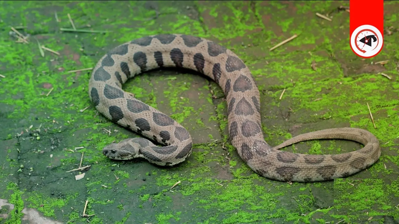গ্রাফিক্স : কালবেলা