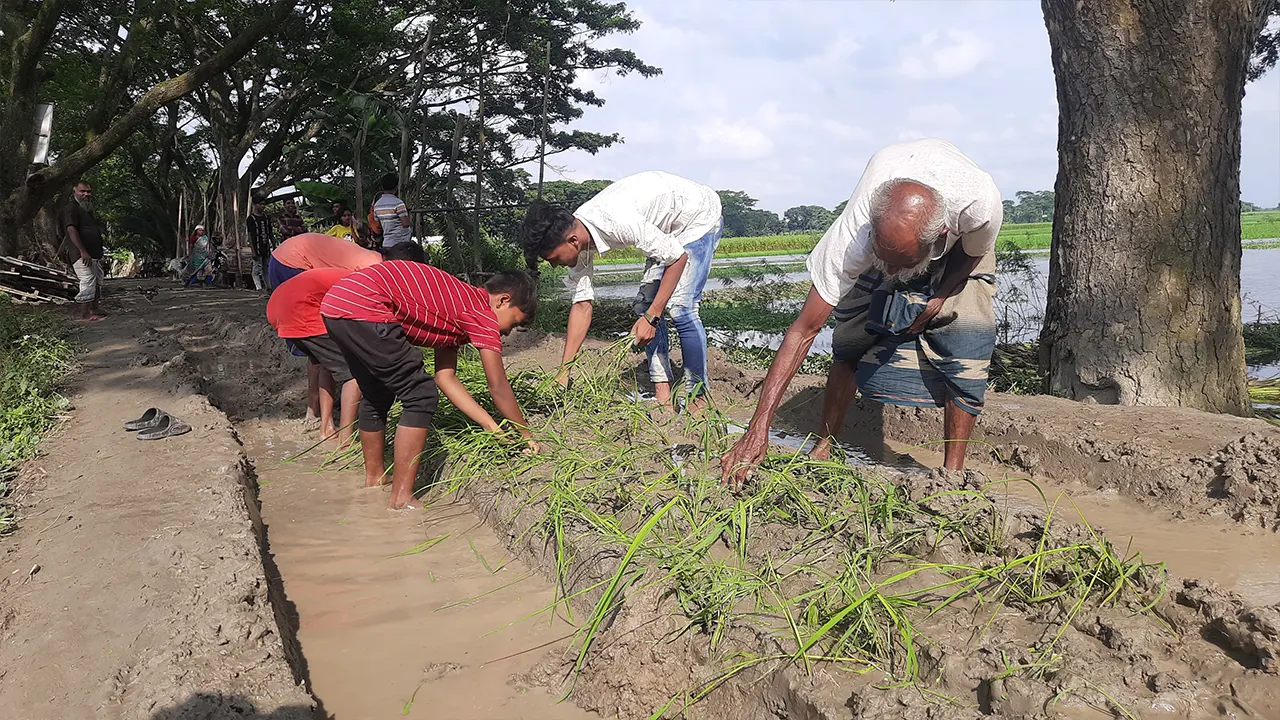 রাস্তা সংস্কার না করায় ক্ষোভে ধানের চারা লাগিয়ে অভিনব প্রতিবাদ। ছবি : কালবেলা