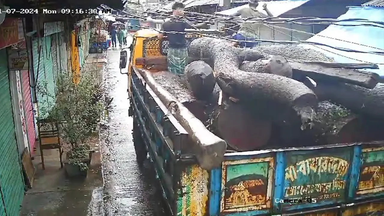 কাটা গাছ ট্রাকে করে নিয়ে যাওয়ার দৃশ্য সিসি ক্যামেরায় ধরা পড়ে। ছবি : সংগৃহীত