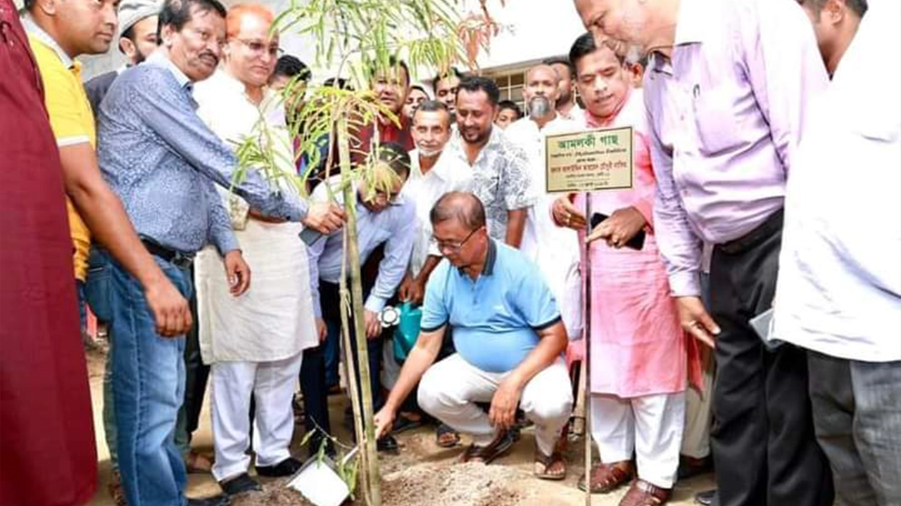 আমলকী চারা রোপণ করে বৃক্ষরোপণ মহোৎসবের উদ্বোধন করেন সংসদ সদস্য আলাউদ্দিন আহমেদ চৌধুরী নাসিম। । ছবি : কালবেলা