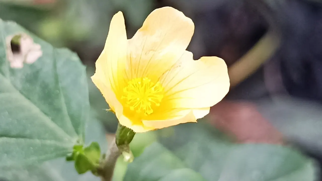 বেড়েলা ফুল। ছবি : কালবেলা