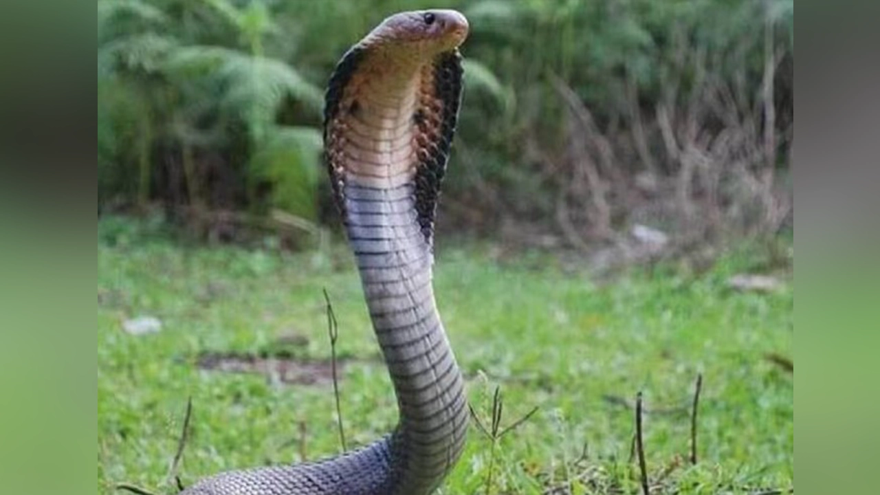 সাপ। ছবি : সংগৃহীত