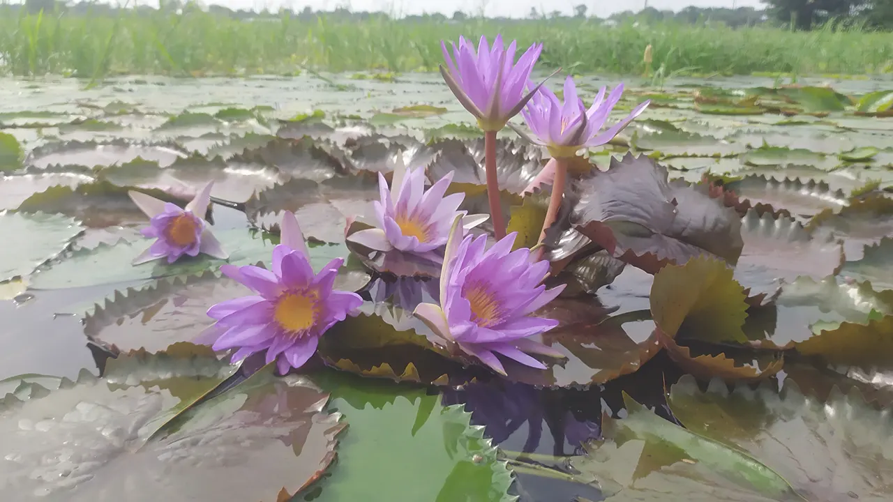 জলাশয়ে ফুটেছে নানা রঙের শালুক বা শাপলা ফুল। ছবি : কালবেলা