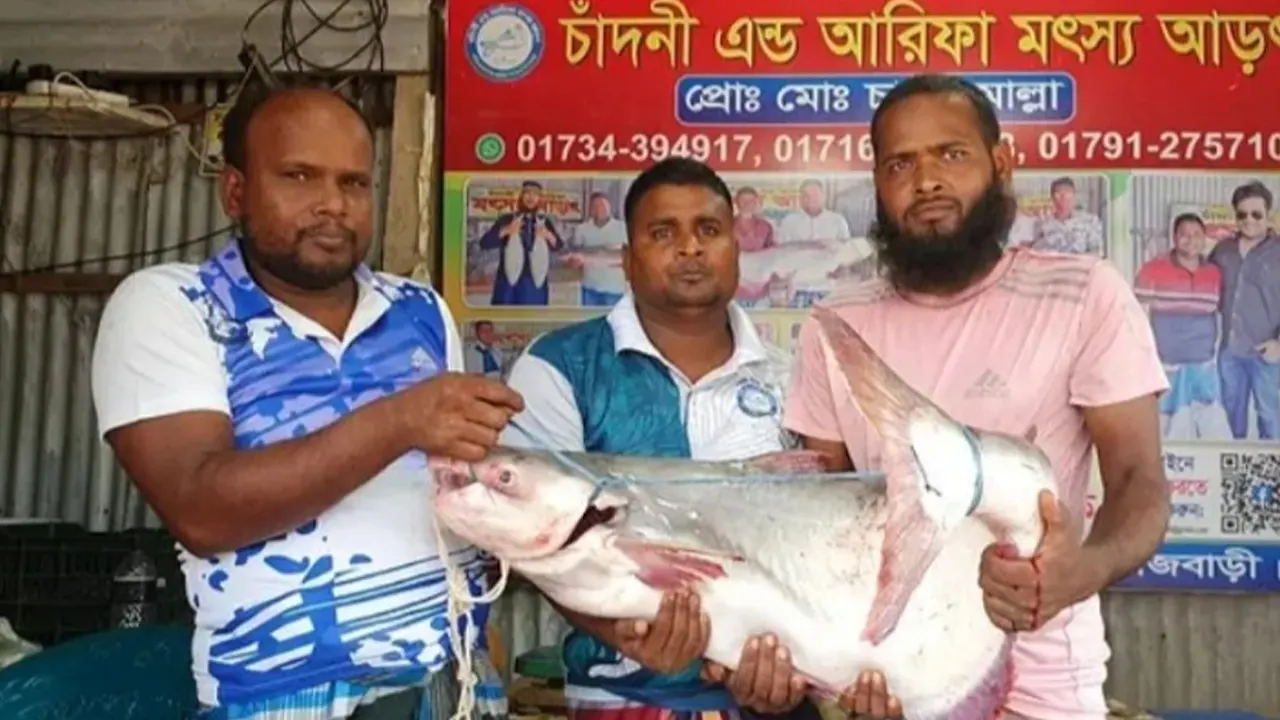 ২৯ হাজার ৫০০ টাকায় বিক্রি হওয়া পাঙাশ মাছ। ছবি : কালবেলা