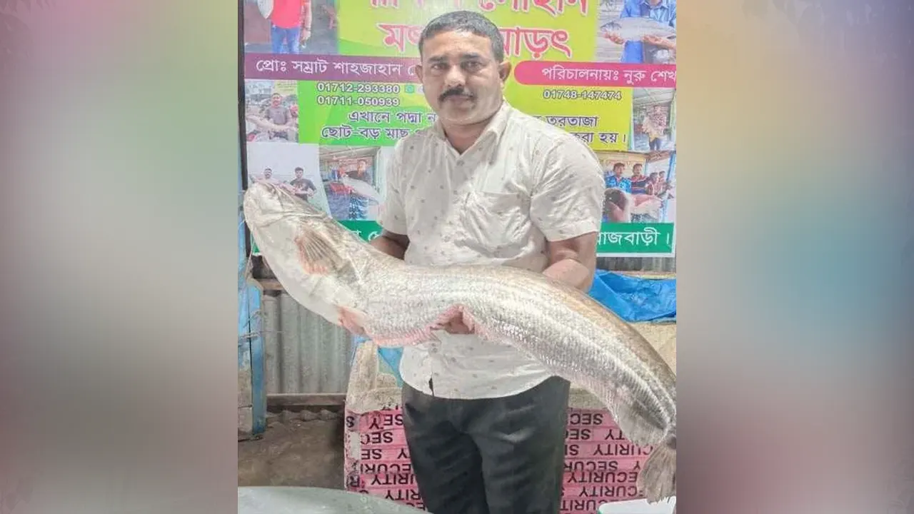 বিশালাকারের বোয়াল মাছ হাতে শাহজাহান শেখ। ছবি : কালবেলা