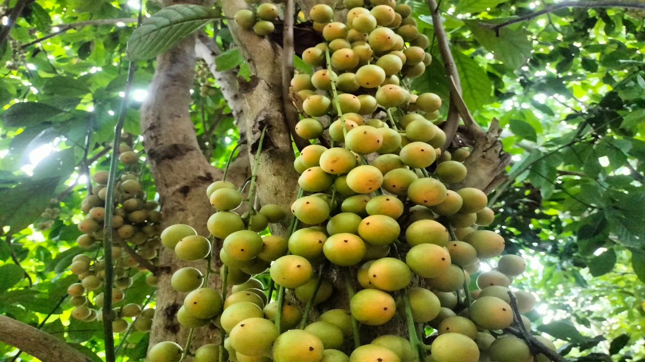 থোকায় থোকায় ঝুলছে লটকন। ছবি : কালবেলা