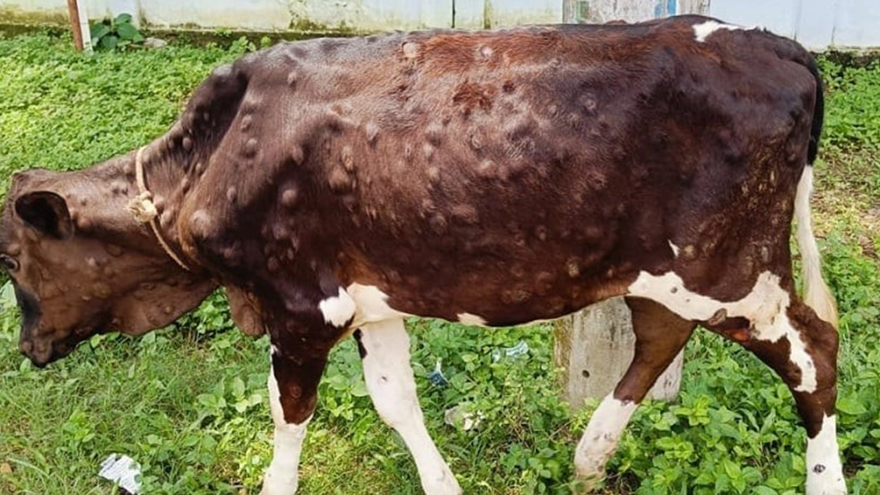 লাম্পি স্কিনে আক্রান্ত গরু। ছবি : কালবেলা