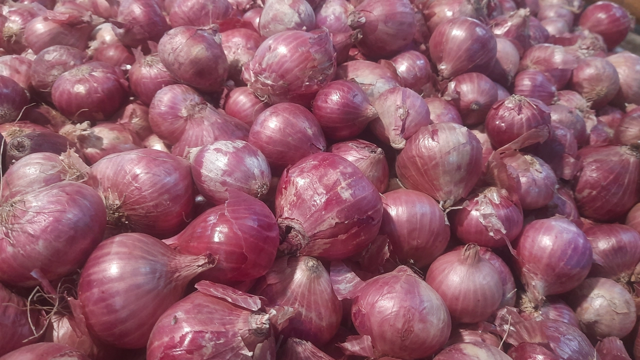 পেঁয়াজ। ছবি : কালবেলা