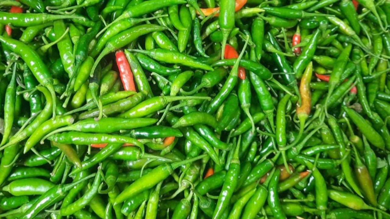 কাঁচামরিচ। ছবি : কালবেলা