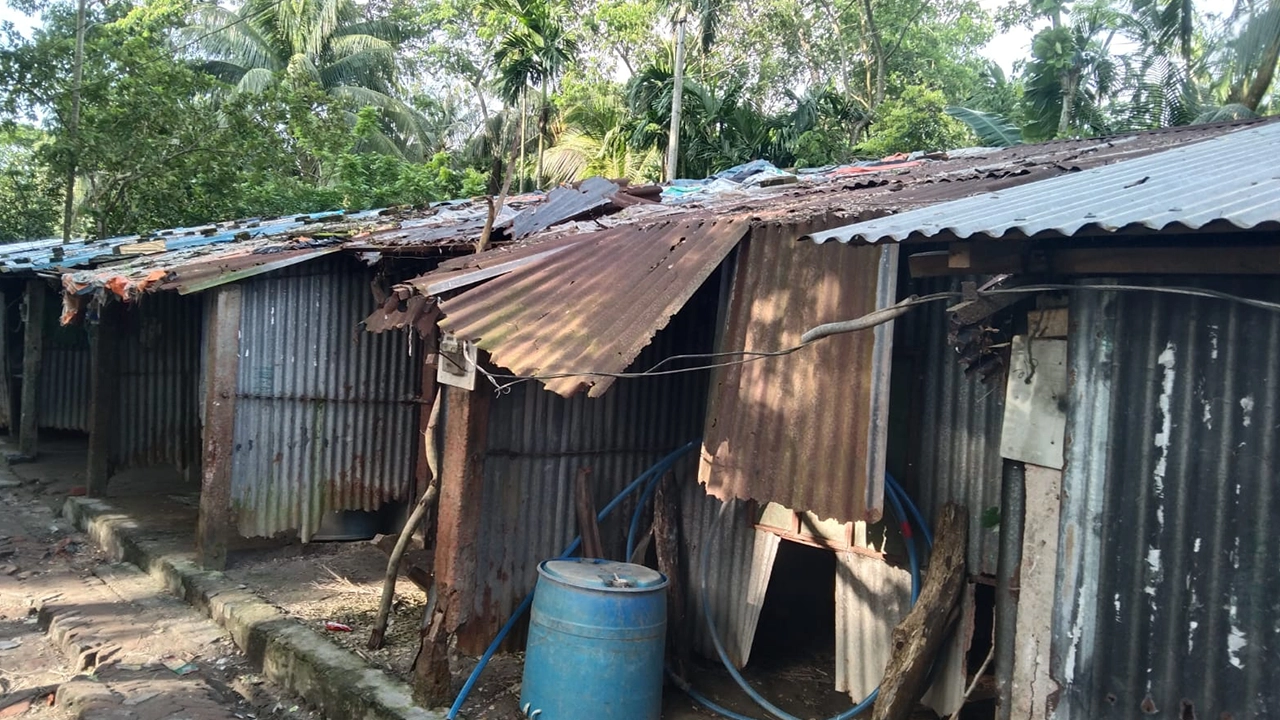লালমোহনের পশ্চিম চরউমেদ ইউনিয়নের পূর্ব কচুয়াখালী আবাসনের জরাজীর্ণ ঘর। ছবি : কালবেলা