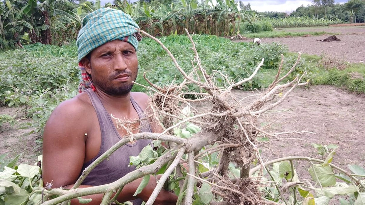 শেকড়পচা রোগে আক্রান্ত বেগুন গাছ নিয়ে ক্ষেতে ফুলবাড়ীর চাষি মিজানুর রহমান। ছবি : কালবেলা