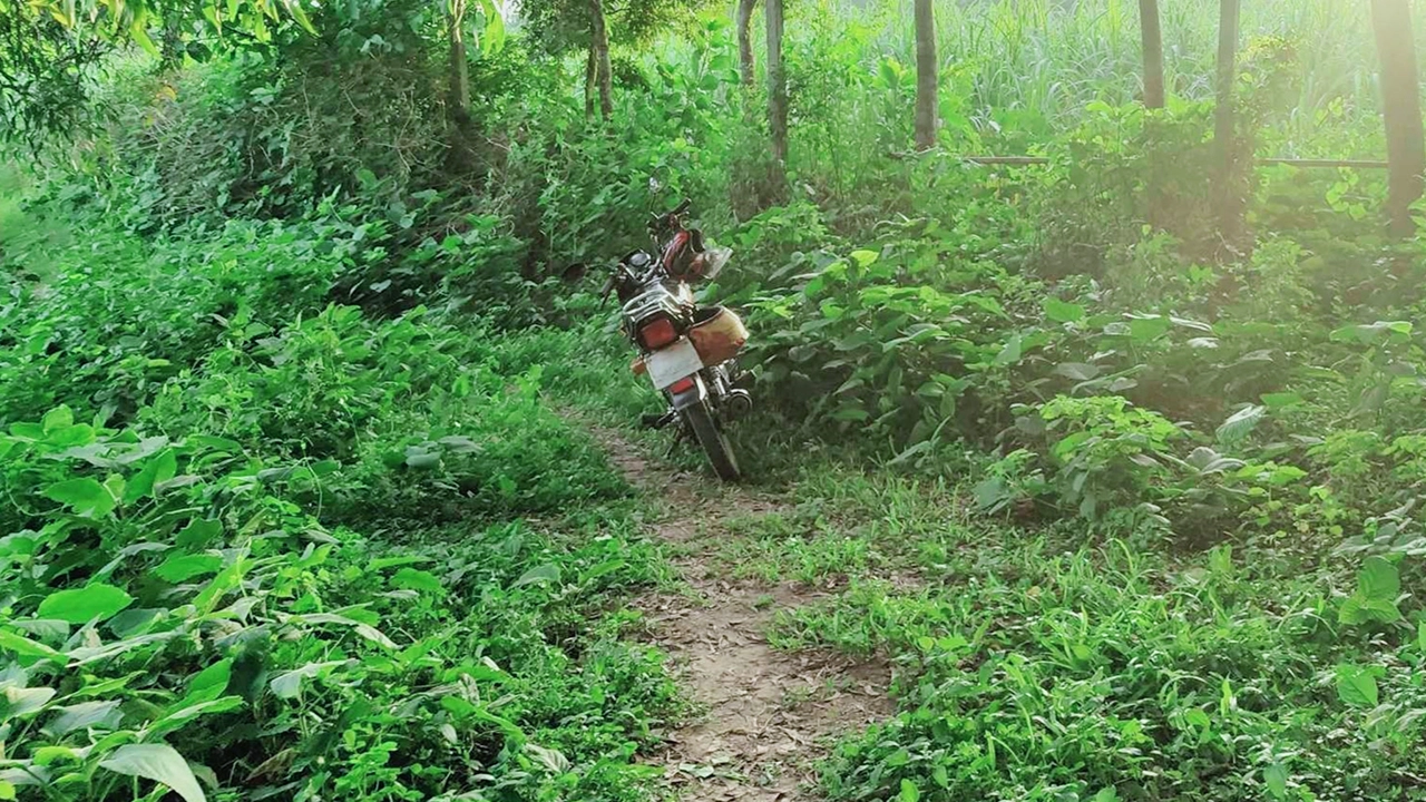 ঢাকা-খুলনা মহাসড়কের পাশে একটি বাগান। ছবি : কালবেলা
