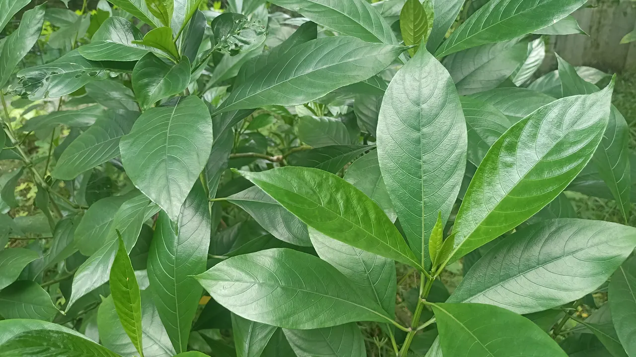 ভেষজ রত্ন বাসক। ছবি : কালবেলা