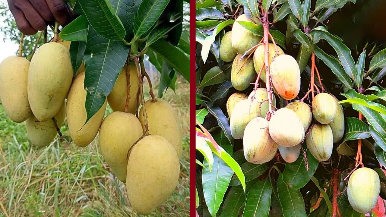পুরোনো ছবি