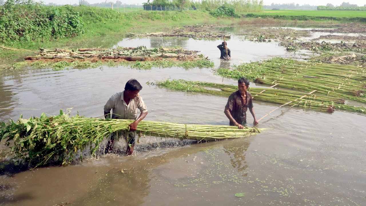 পাট জাগ (পচানো) নিয়ে বিপাকে পড়েছেন ফুলবাড়ী উপজেলার চাষিরা। ছবি : কালবেলা