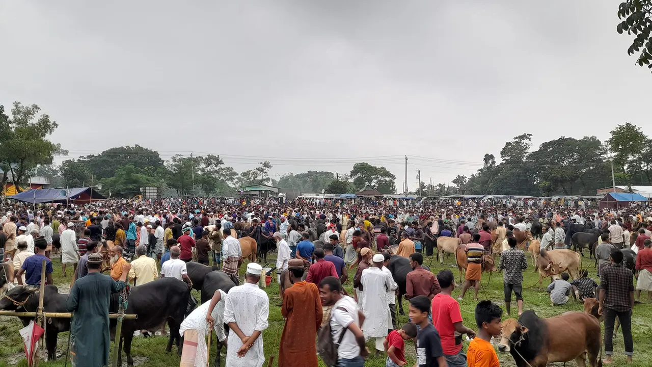 বাশঁহাটি গরুর বাজার। ছবি : কালবেলা